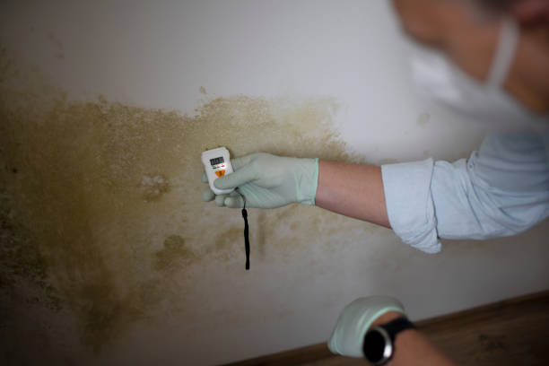 Environmental Consulting for Mold Prevention